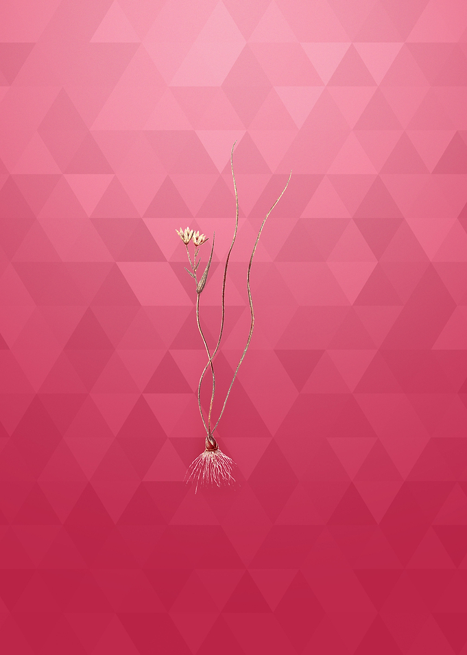 Ornithogalum Spathaceum