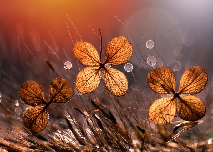 Autumn impression