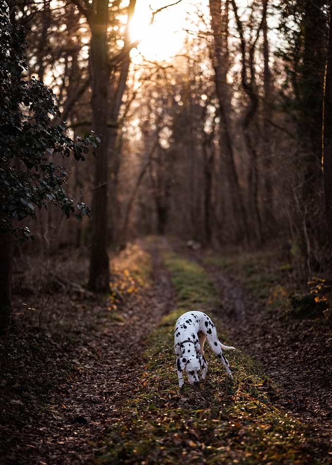 Dalmatian dog