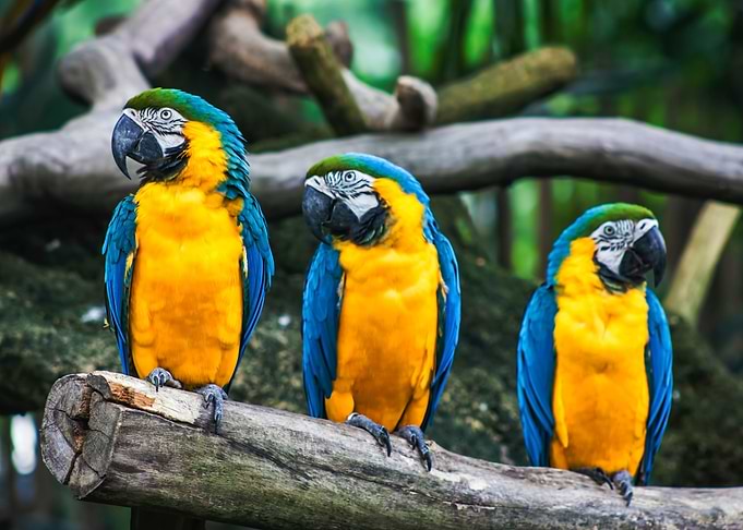 Three macaws