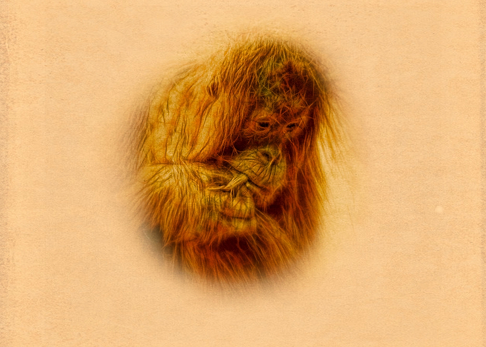Orangutan portrait