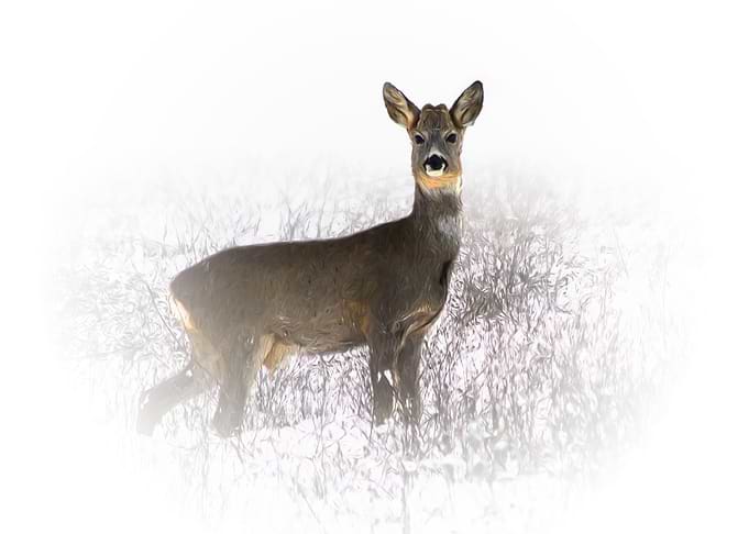 Roe deer in winter