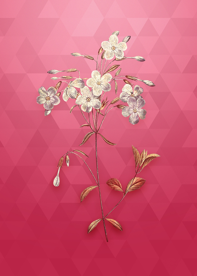 Gold Phlox on Viva Magenta
