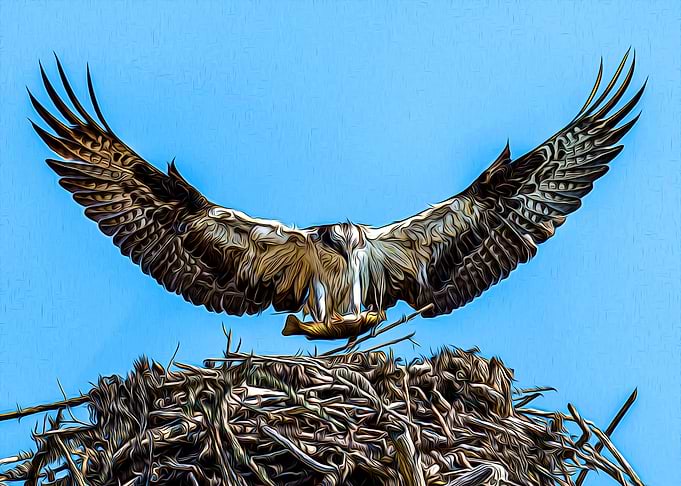 Eagle