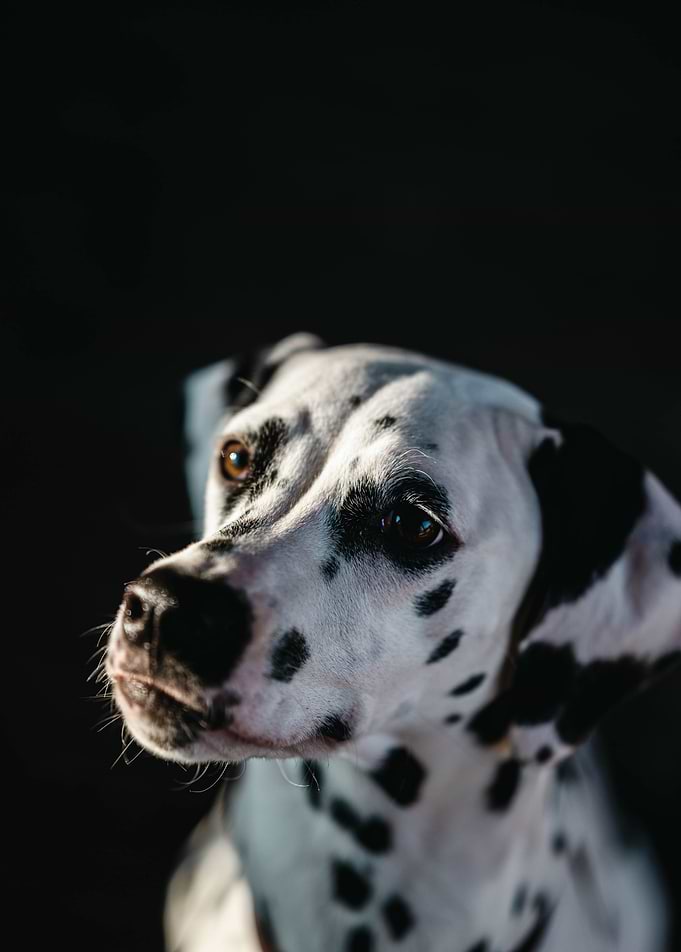 Dalmatian Dog Portrait