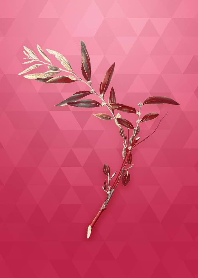 Jujube on Viva Magenta