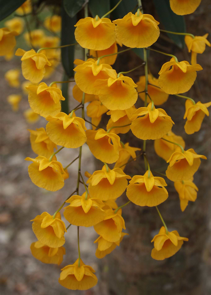 wild orchid