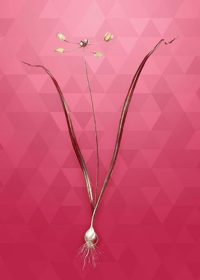Allium Scorzonera Folium