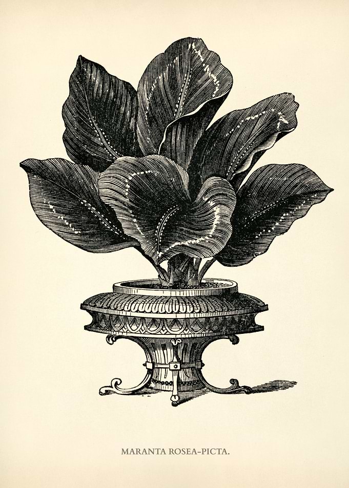Prayer Plant Illustration