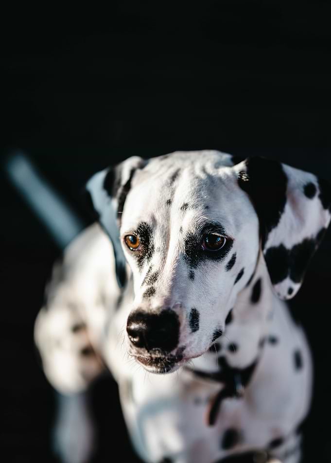 Dalmatian Dog Portrait