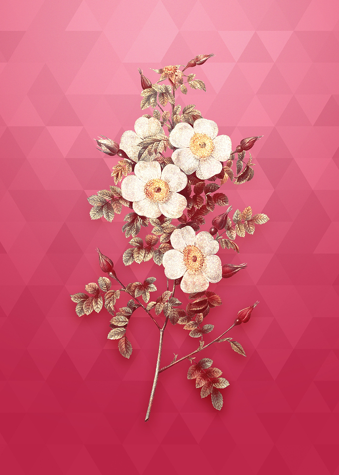 Gold Thornless Burnet Rose