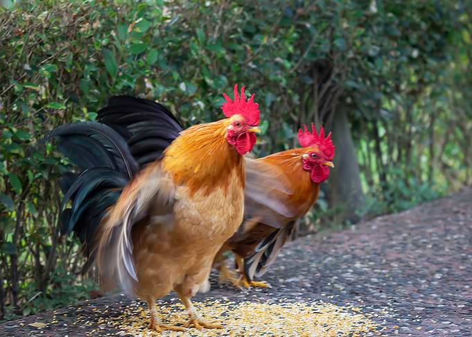 Beautiful Rooster