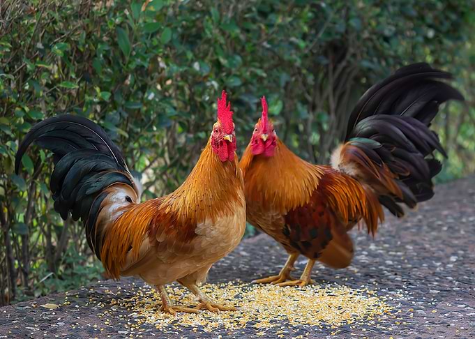 Beautiful Rooster
