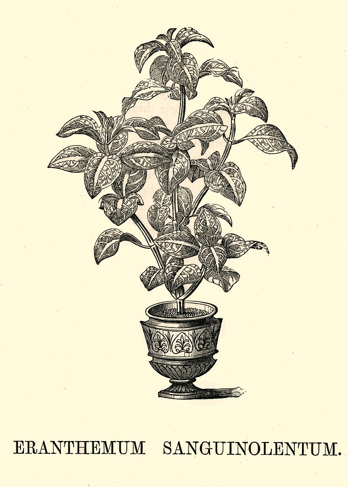 Polka Dot Plant