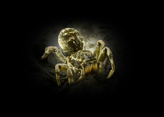 Spider