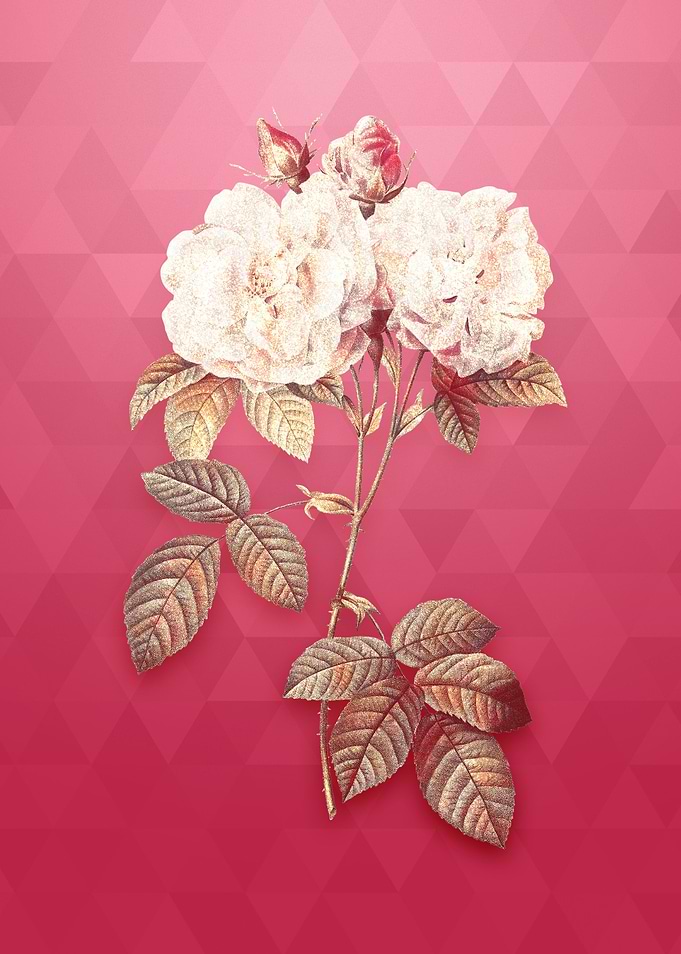 Gold Italian Damask Rose