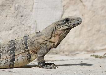 Latest drop