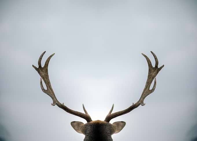 Deer Proud Antlers