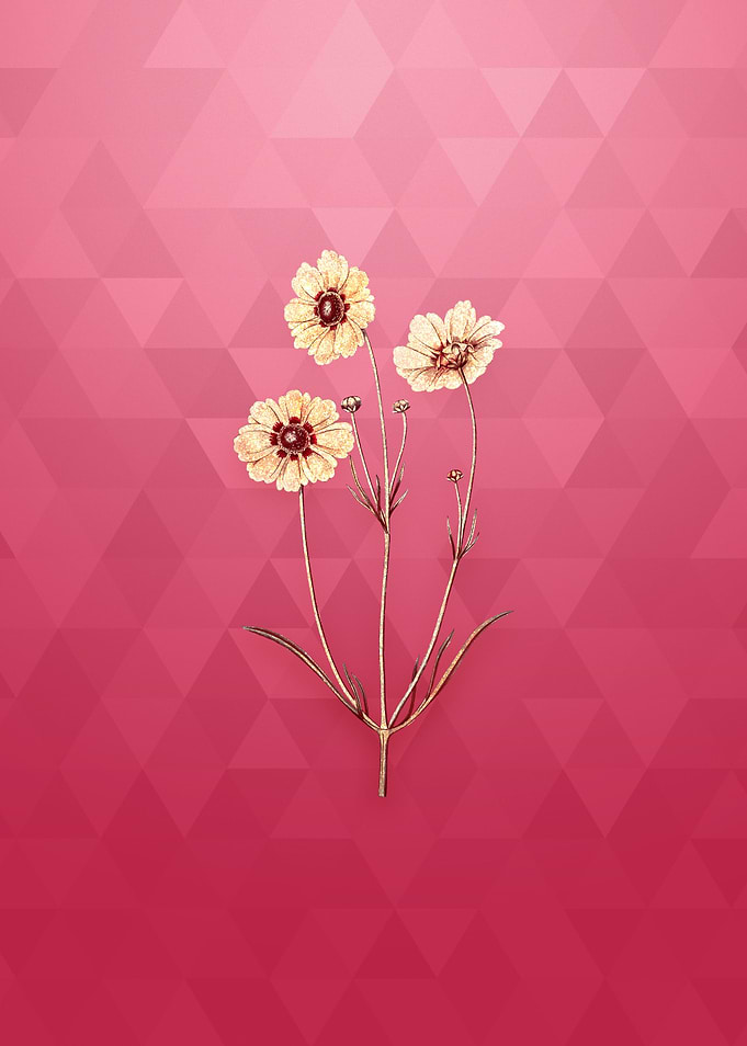 Perennial Dyers Coreopsis