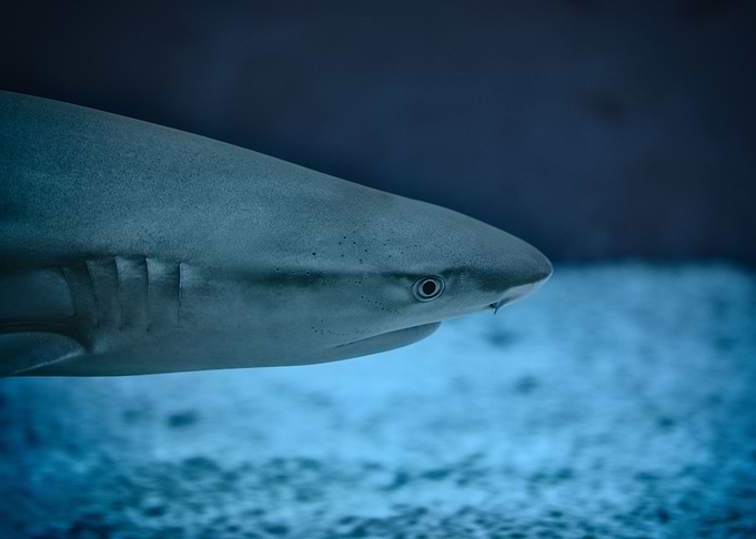 Sharks in the Deep Blue