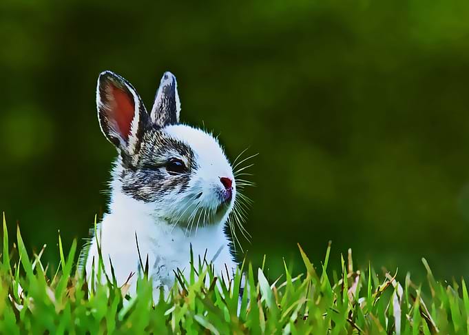 cute rabbit poster