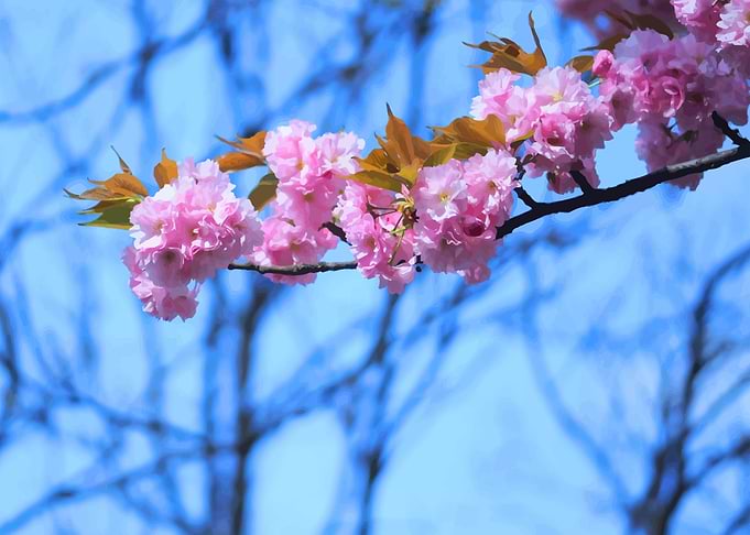 Beautiful flowers