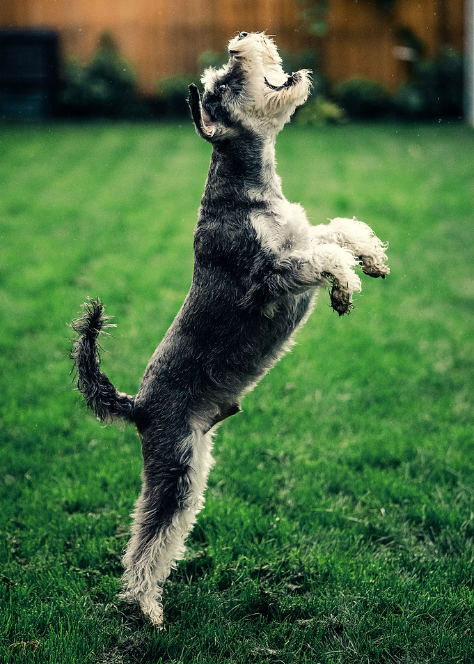 DOG STANDING