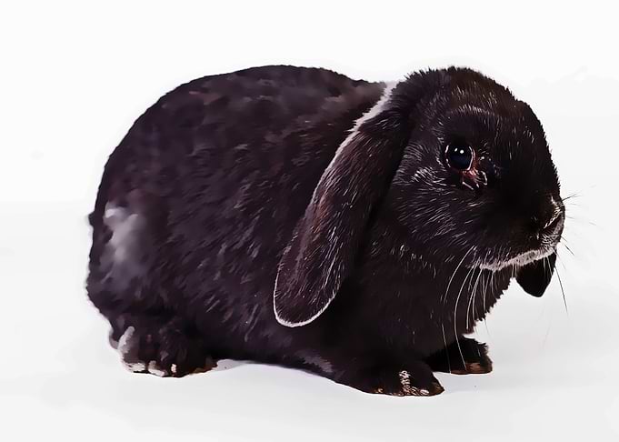 cute rabbit poster