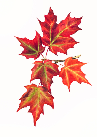 Autumn Leaves