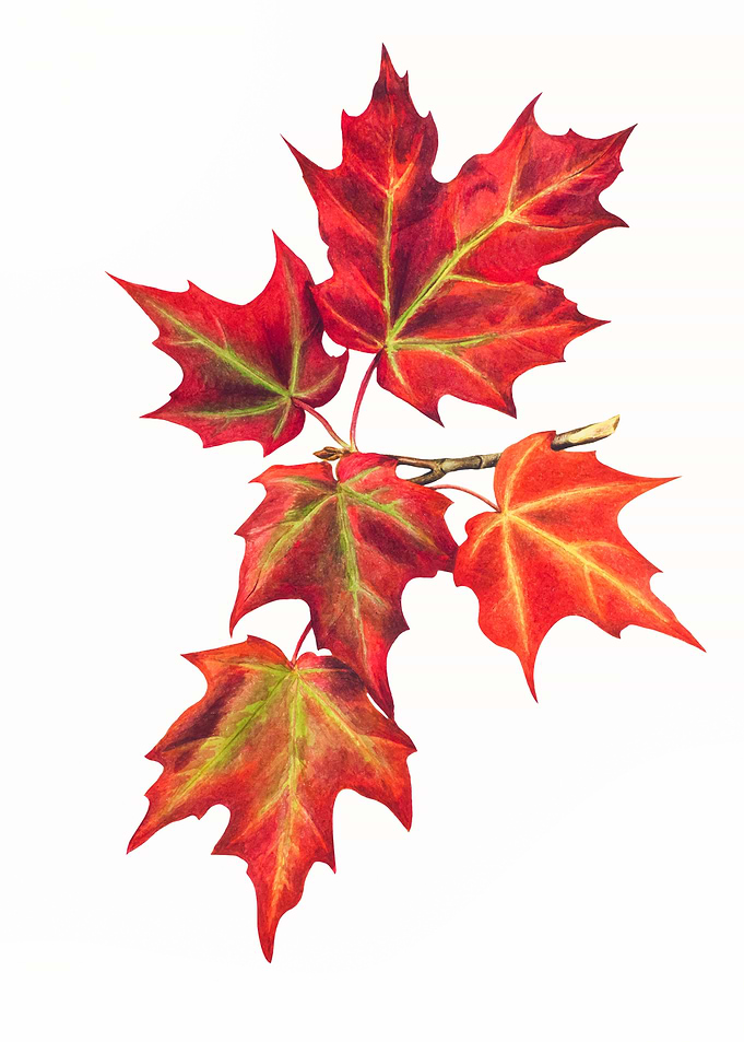Autumn Leaves