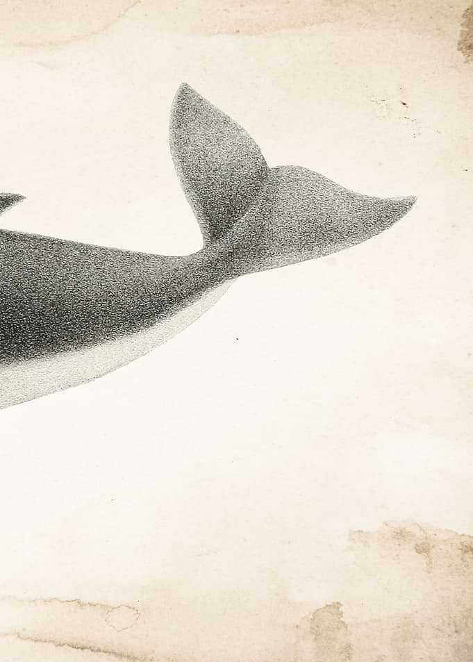 Vintage Whale Tail