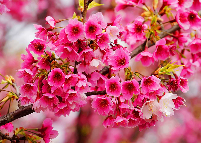 Beautiful flowers