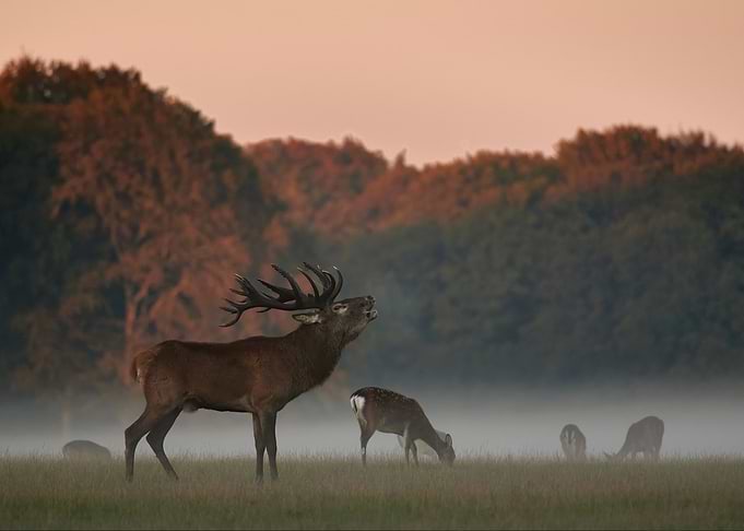 Red Deer Stag on heat