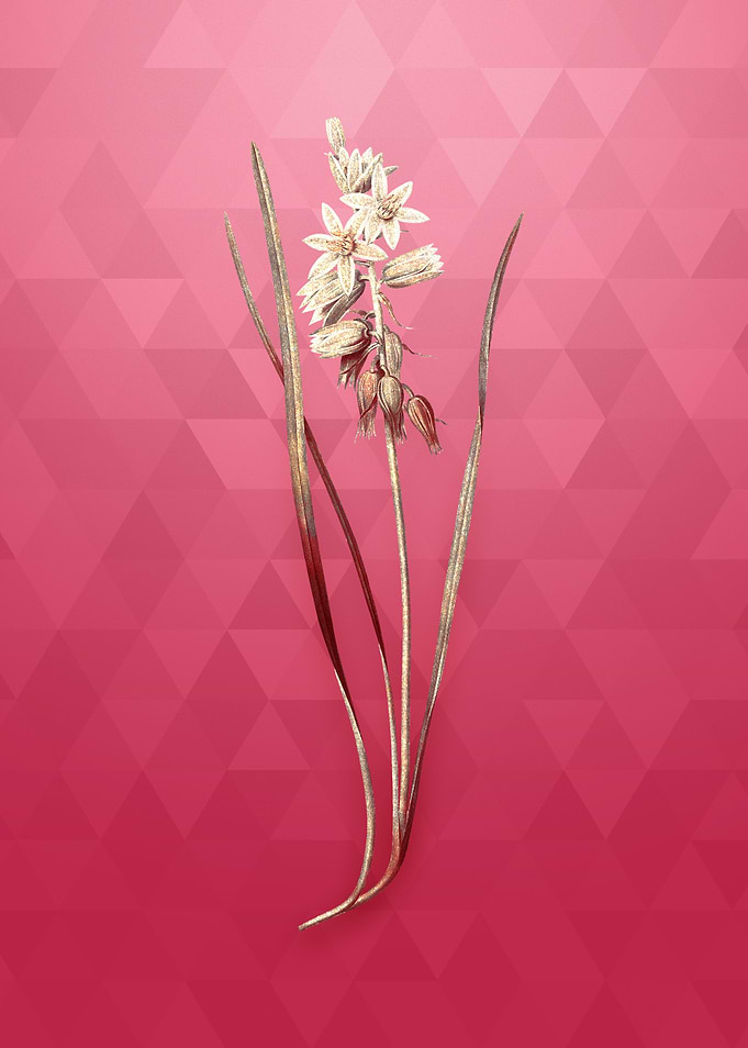 Drooping Star of Bethlehem