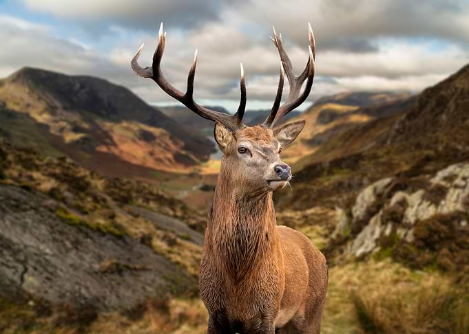 Red Deer looking epic