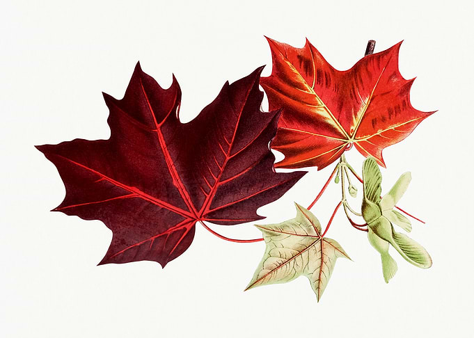 Red Maple Leaves