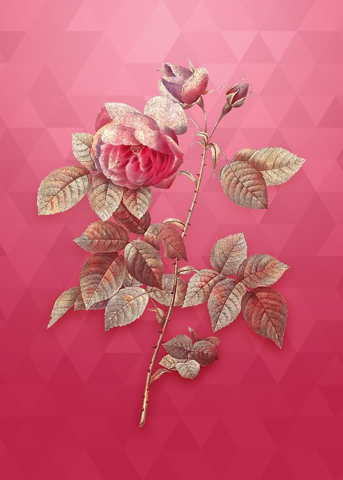 Pink Bourbon Roses on Red