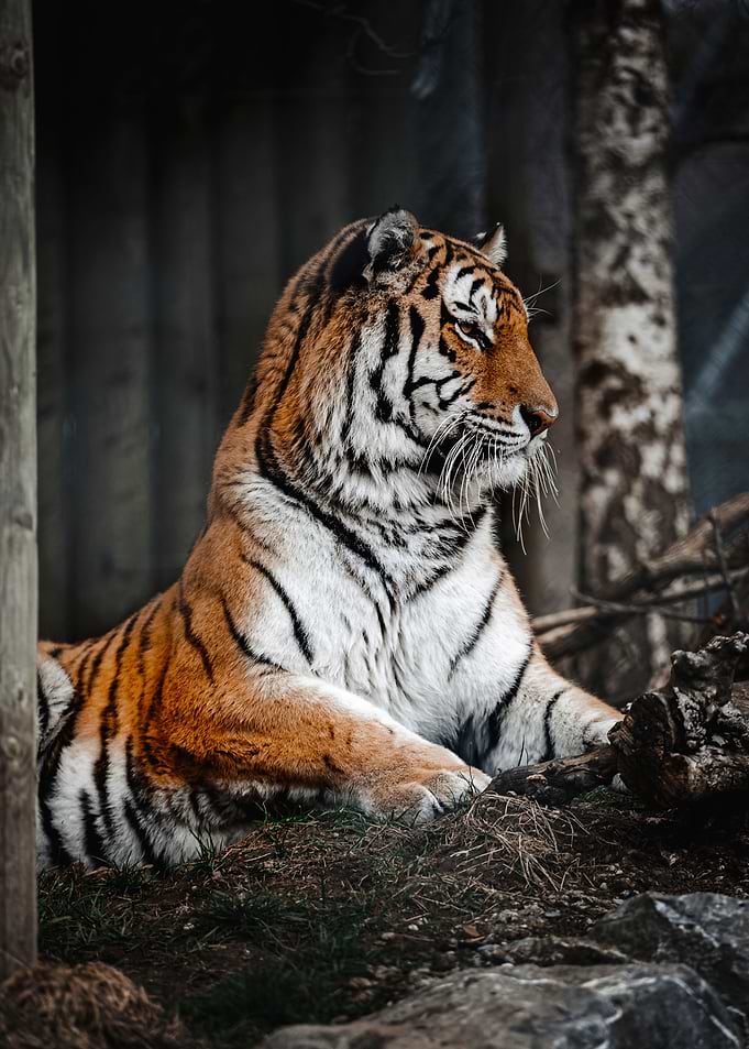 Tiger Photography