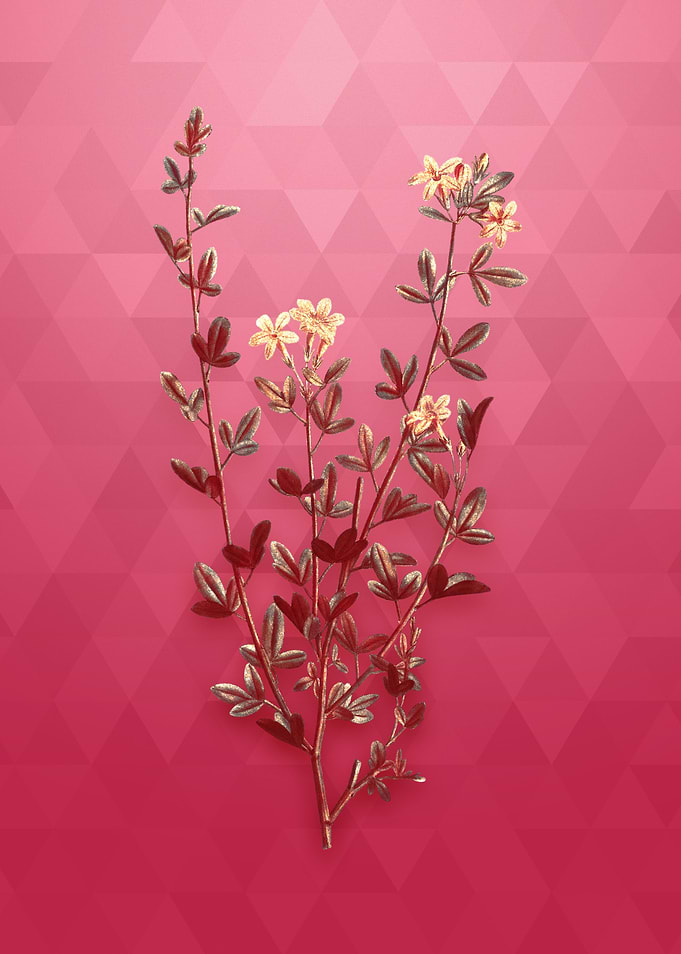 Yellow Jasmine Flowers