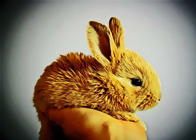 cute rabbit