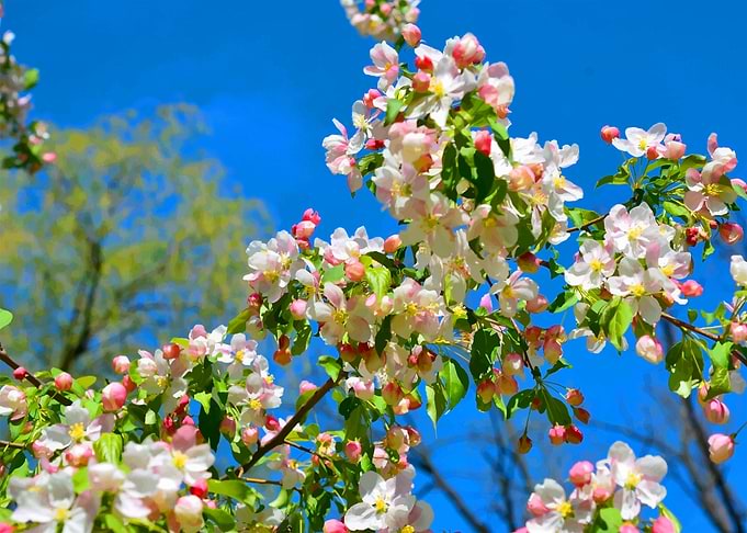 Beautiful flowers