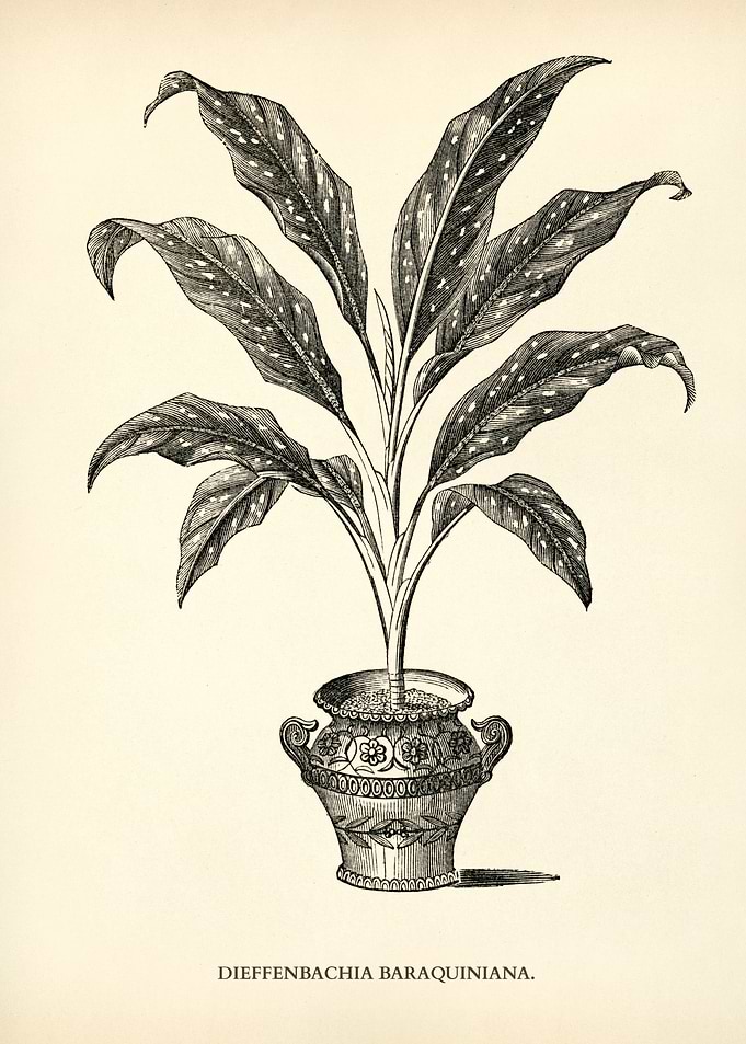 Dumb Cane Illustration