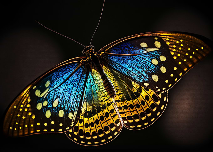 Butterfly Portrait