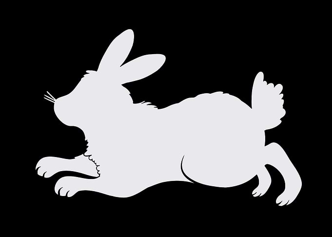 rabbit