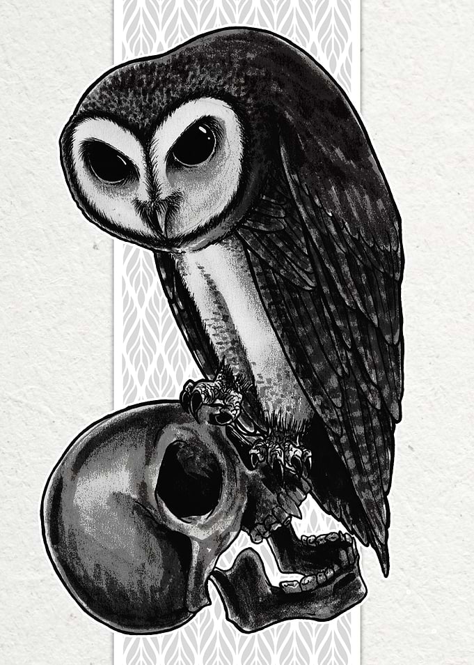 Barn Owl