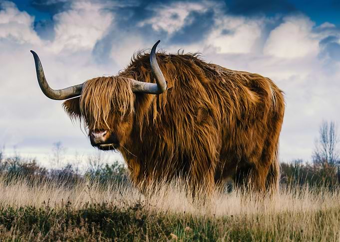 Big Buffalo