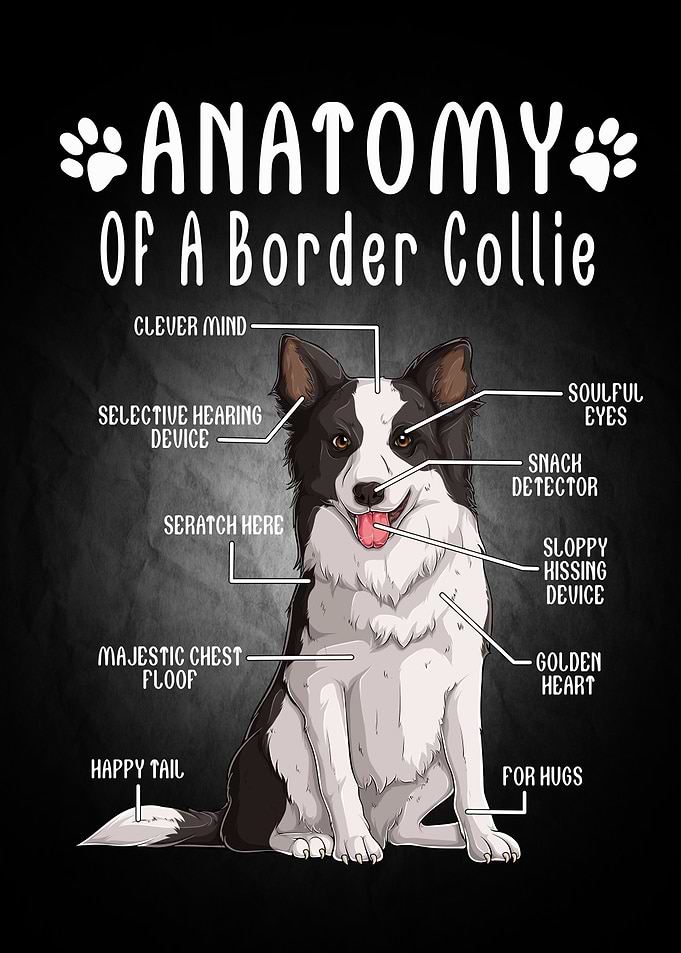 Dog Animal