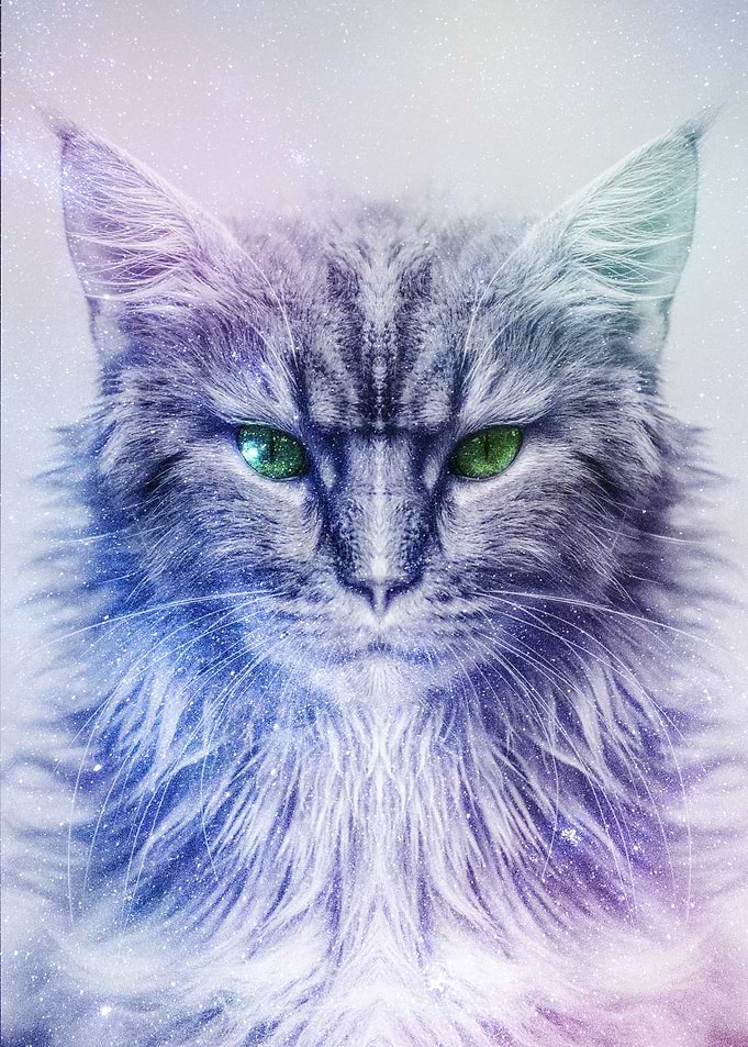 Galaxy Cat