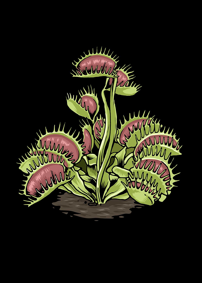 Venus Fly Trap Plant Lover