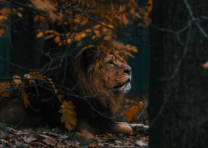 Lion King of the Jungle